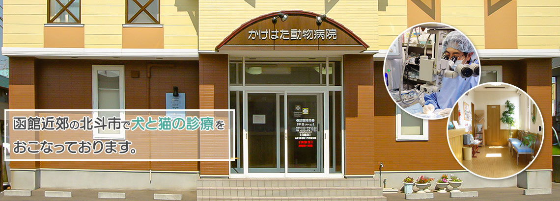 北斗市で犬と猫の診療、動物の眼科診療も行っております。動物の目のことならおまかせください。